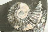 Cretaceous Ammonite (Deshayesites) Fossil - Russia #207454-1